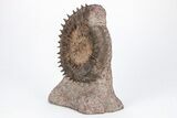 Toarcian Spiny Ammonite (Porpoceras) Fossil - France #211930-3